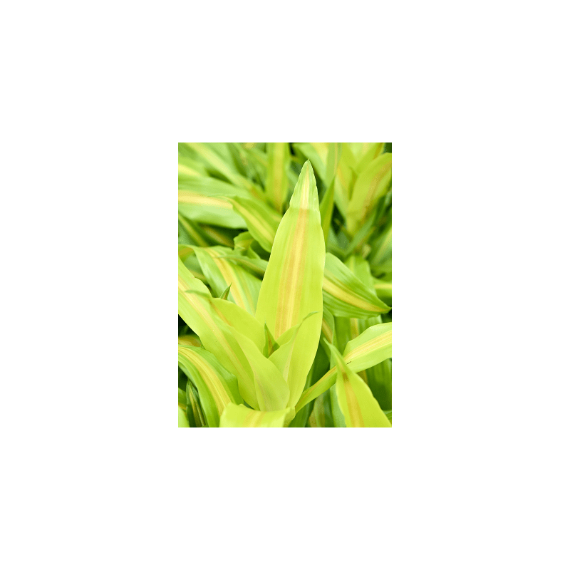Dracaena Bronze