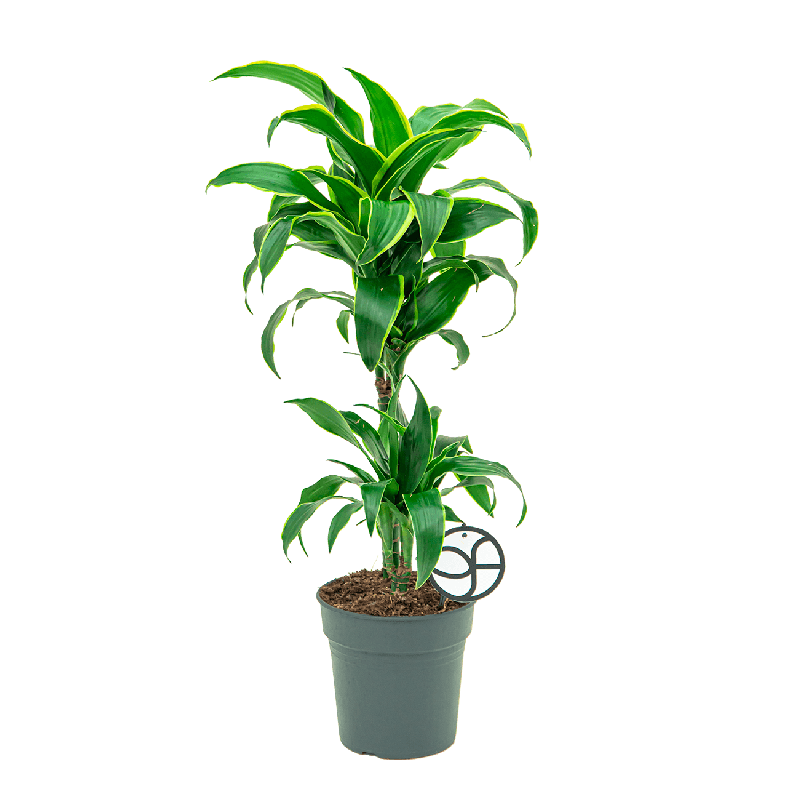 Dracaena Dorado 2-stam