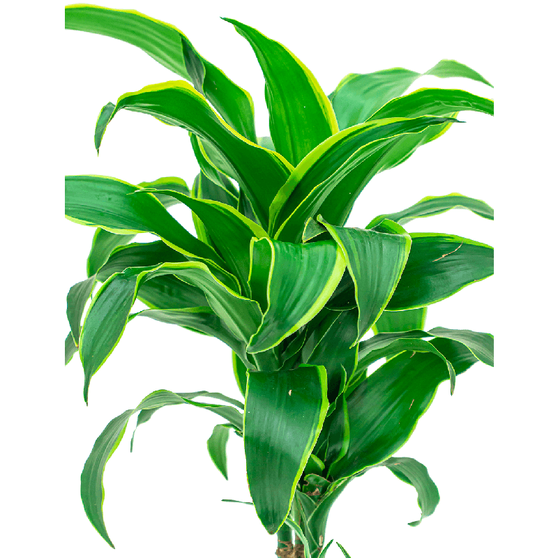 Dracaena Dorado 2-stam