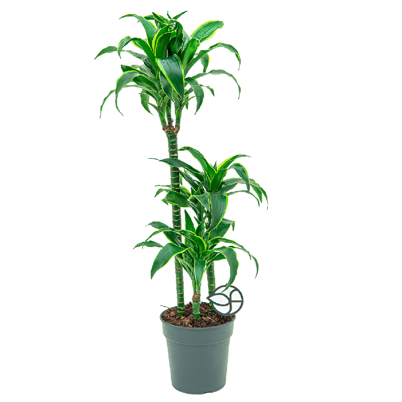 Dracaena Dorado 3-stam