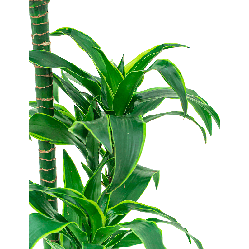 Dracaena Dorado 3-stam