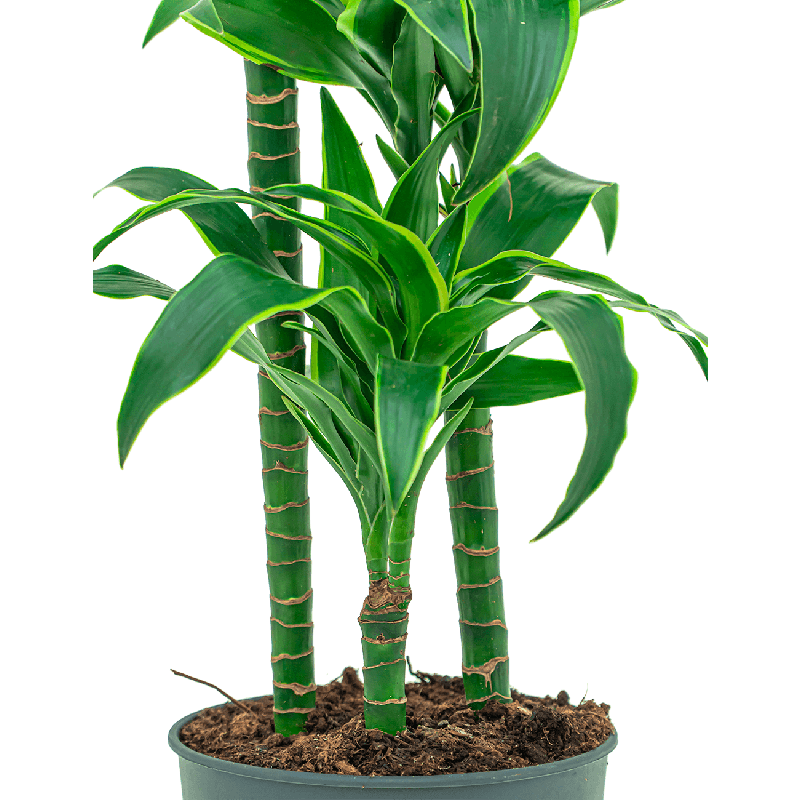 Dracaena Dorado 3-stam