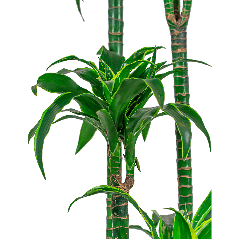 Dracaena Dorado 4-stam