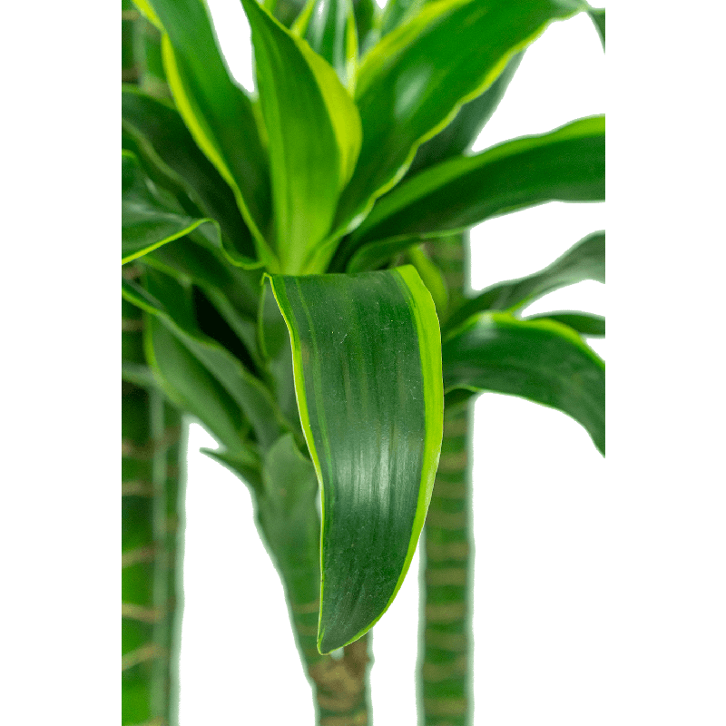 Dracaena Dorado 4-stam