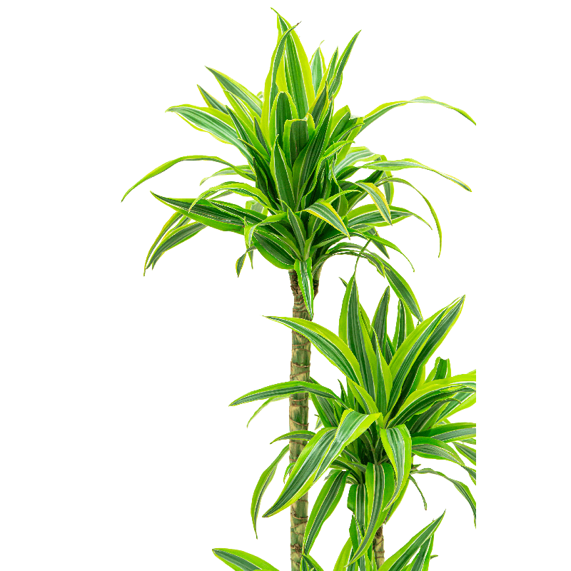 Dracaena Lemon Lime in Baq Luxe Lite Universe Layer