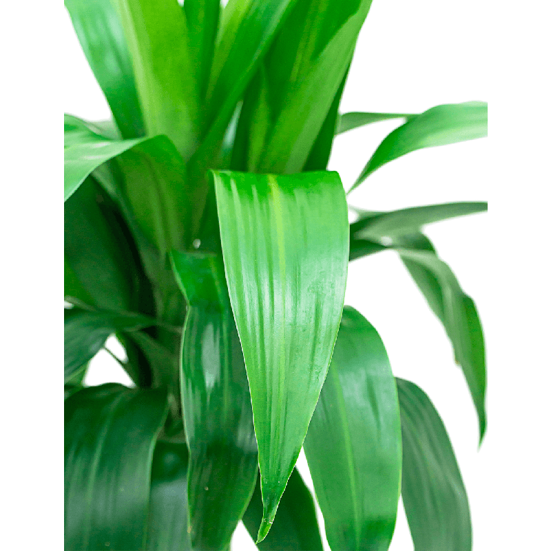 Dracaena Janet Craig op stam
