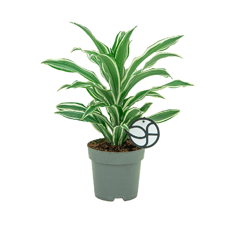 Dracaena White Jewel