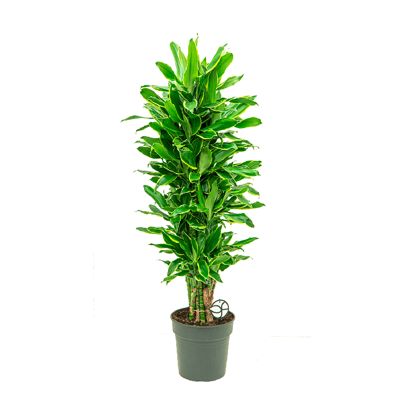 Dracaena Golden Coast vertakt