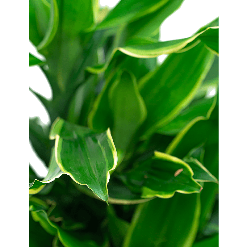 Dracaena Golden Coast carrousel