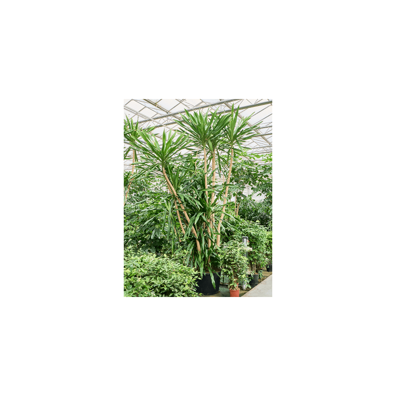 Dracaena gymea