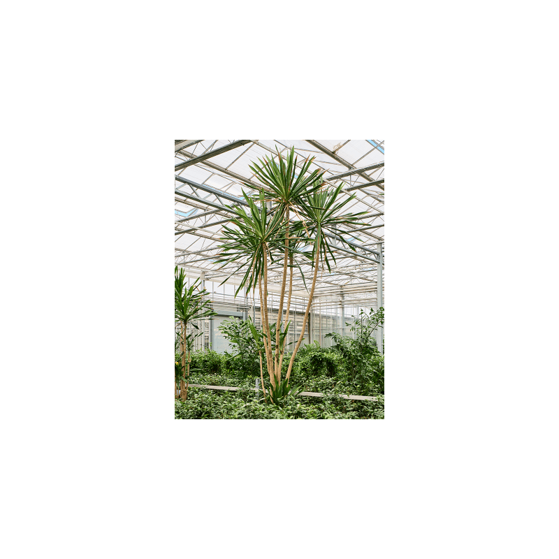 Dracaena gymea