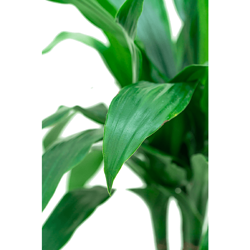 Dracaena Janet Craig 3-stam