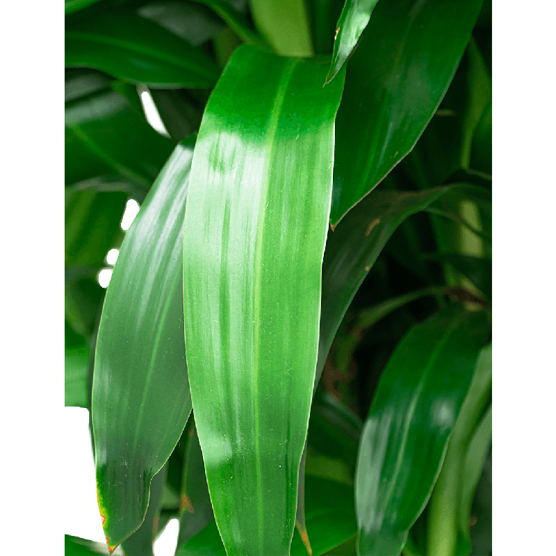 Dracaena Janet Craig hydrocultuur in Runner vierkant wit