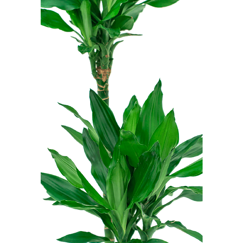 Dracaena Janet Lind hydrocultuur in Runner vierkant wit