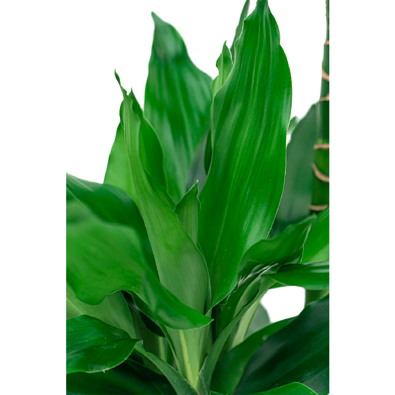 Dracaena Janet Lind 2-stam