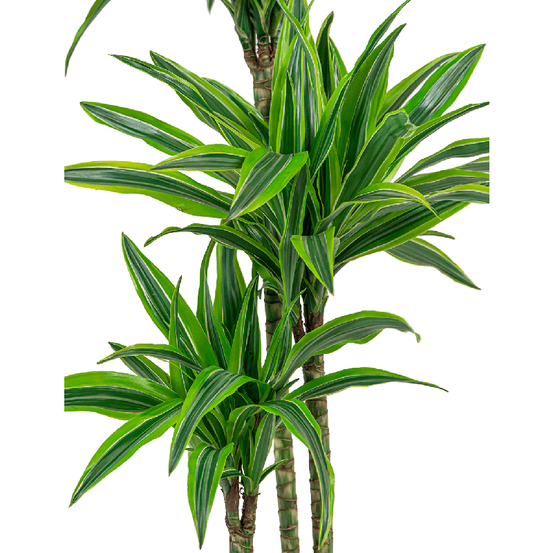 Dracaena Lemon Lime in Baq Gradient Lee Couple Green