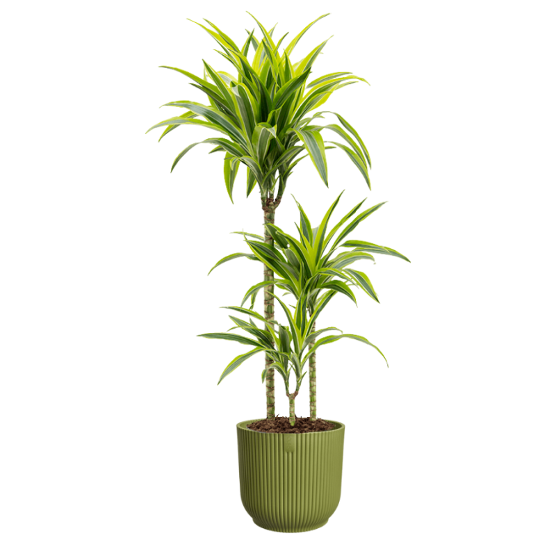 Dracaena Lemon Lime in Vibes groen