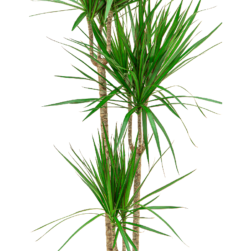 Dracaena Marginata in Pure Soft antraciet