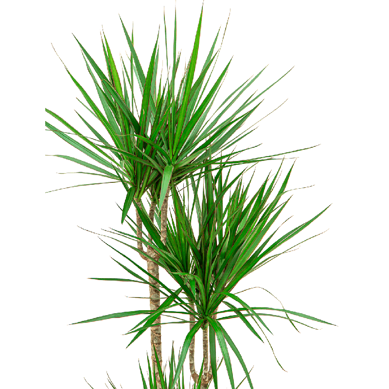 Dracaena Marginata in Pure Soft antraciet