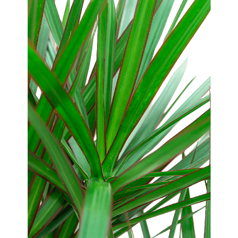 Dracaena Marginata in Pure Soft antraciet