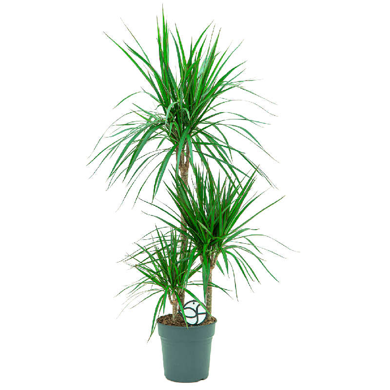 Dracaena Marginata 3-stam