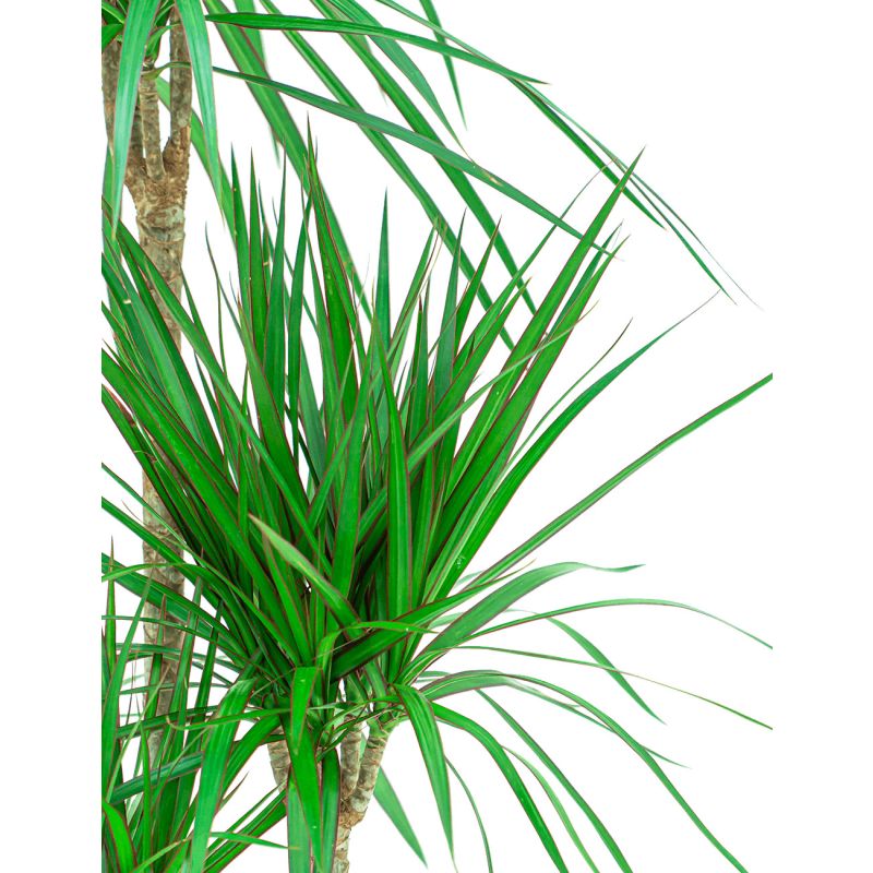 Dracaena marginata in Vibes antraciet