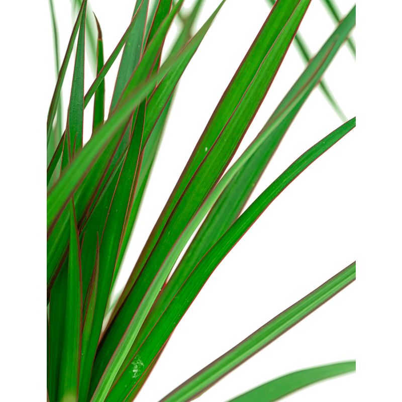 Dracaena marginata in Vibes antraciet