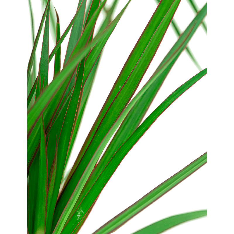 Dracaena marginata 3-stam