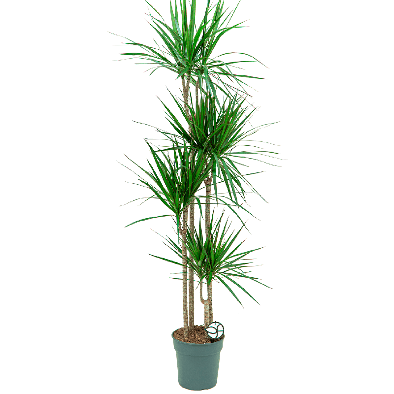 Dracaena marginata 4-stam