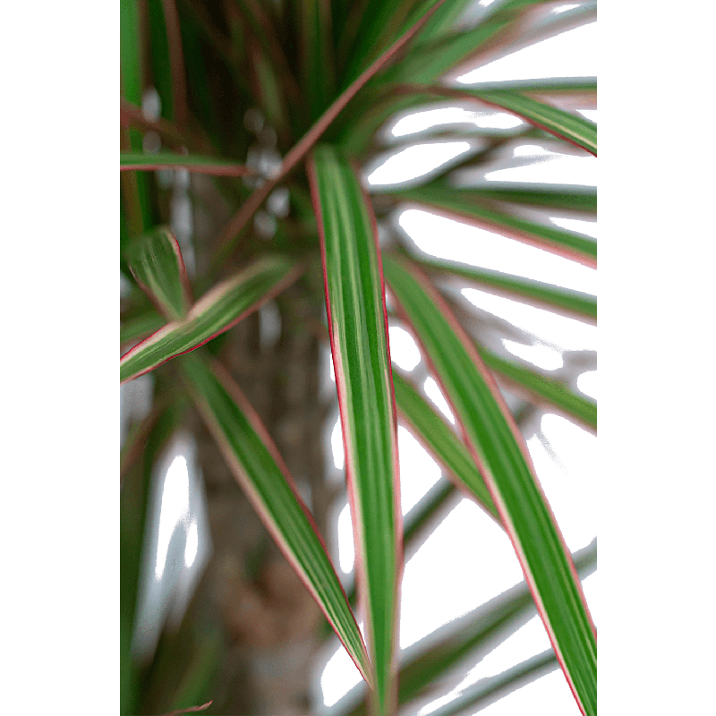 Dracaena Marginata in watergevende Rondo zilver