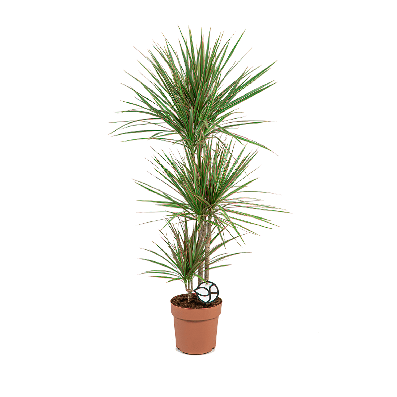 Dracaena Marginata Bicolor