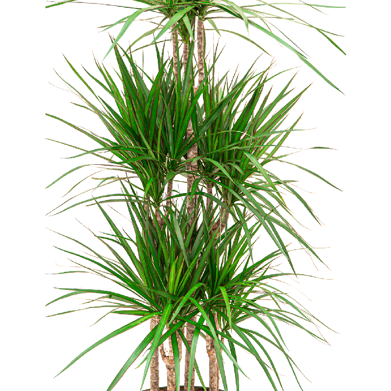 Dracaena Marginata hydrocultuur in Runner rond zwart