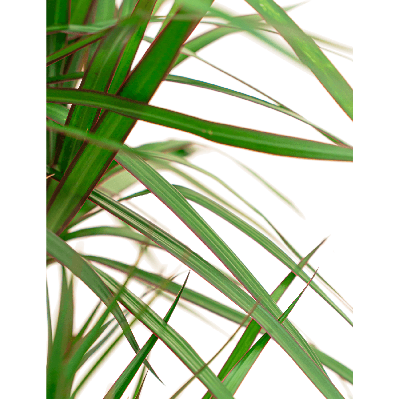 Dracaena Marginata hydrocultuur in Runner rond zwart