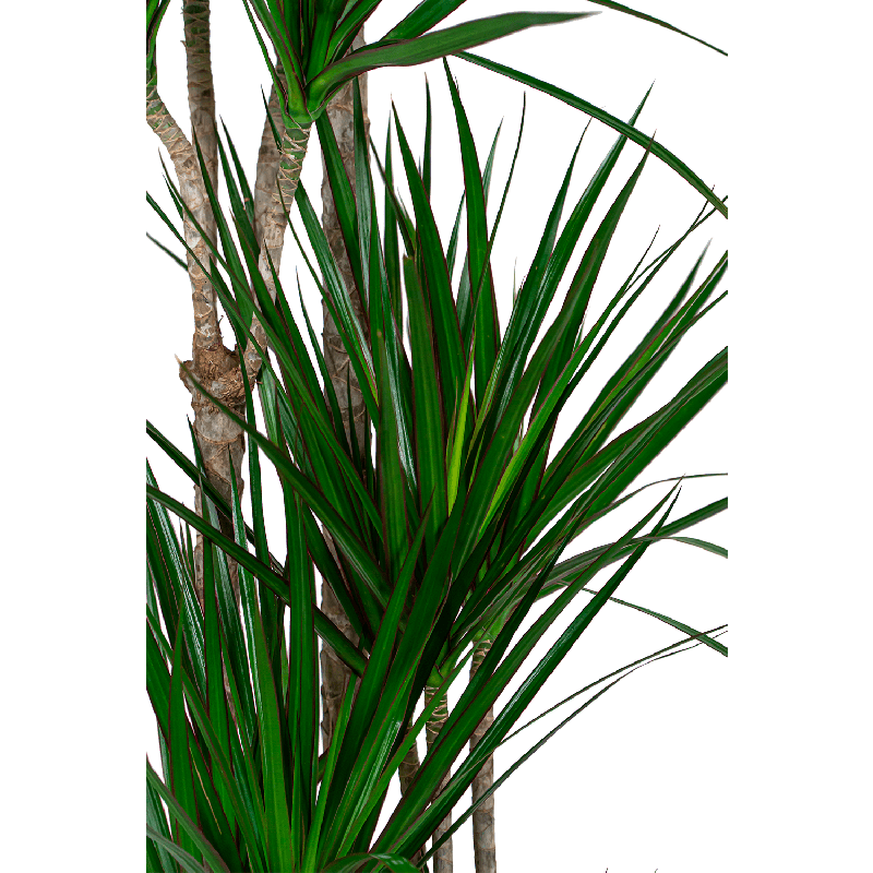 Dracaena Marginata carrousel XXL