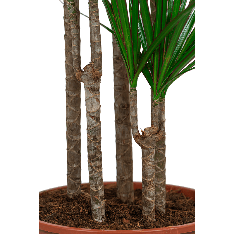 Dracaena Marginata carrousel XXL