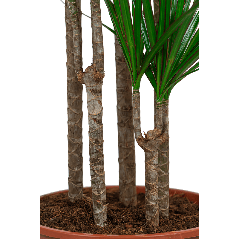 Dracaena marginata carrousel XXL