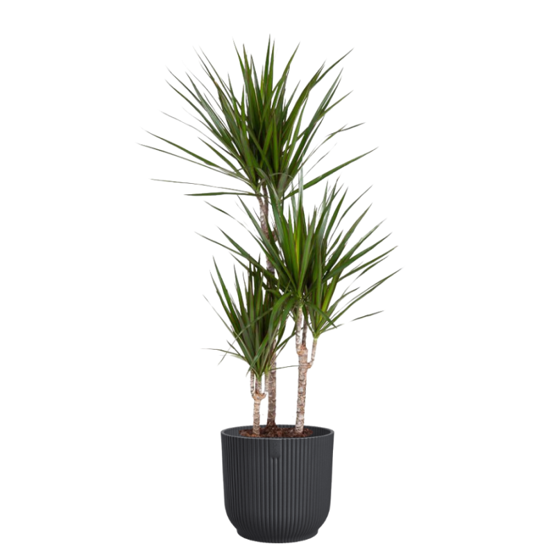 Dracaena marginata in Vibes antraciet