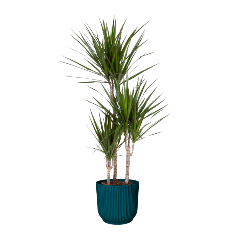 Dracaena marginata in Vibes blauw