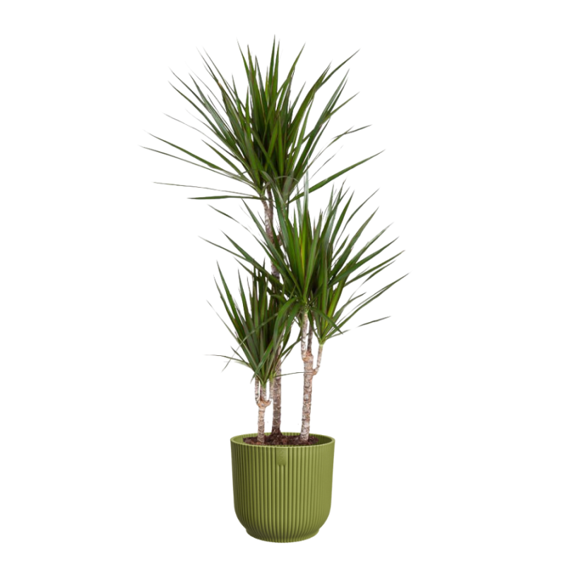Dracaena marginata in Vibes groen