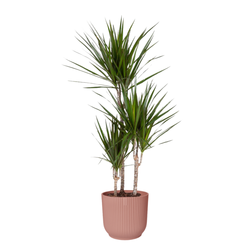 Dracaena marginata in Vibes roze