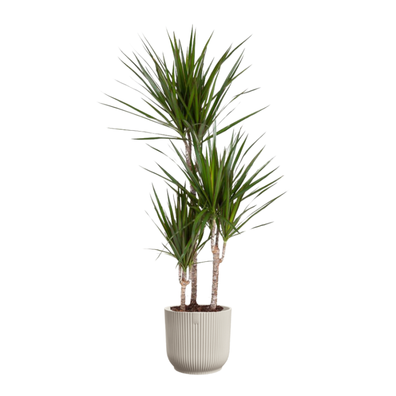 Dracaena marginata in Vibes wit