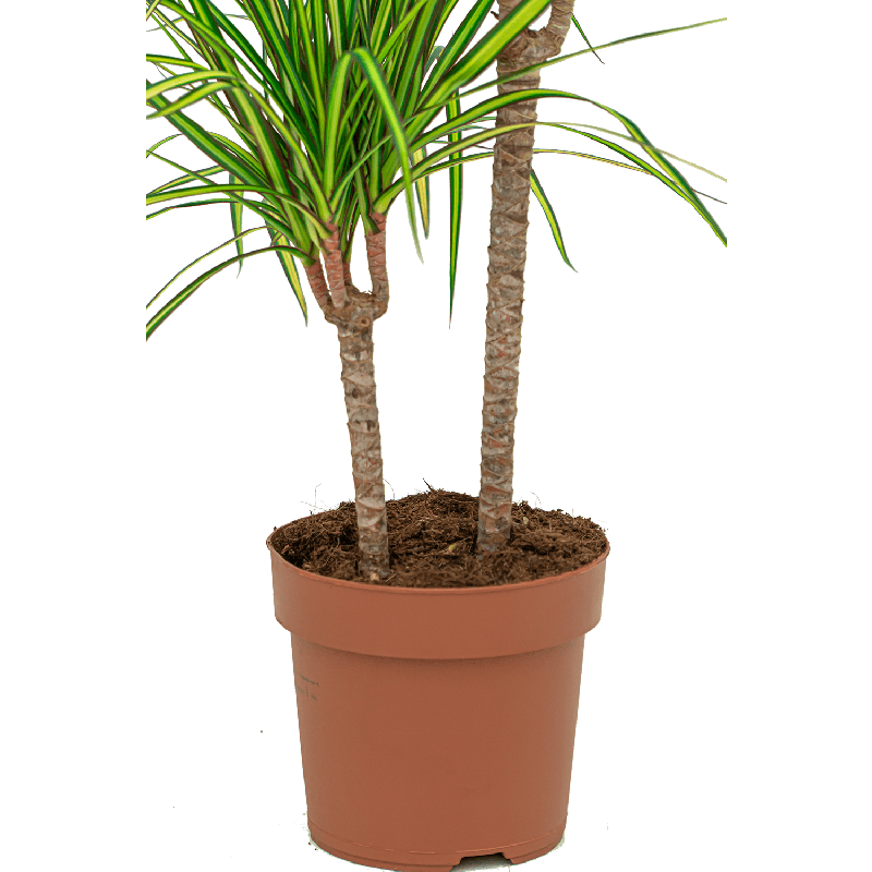 Dracaena Marginata Sunray 2-stam