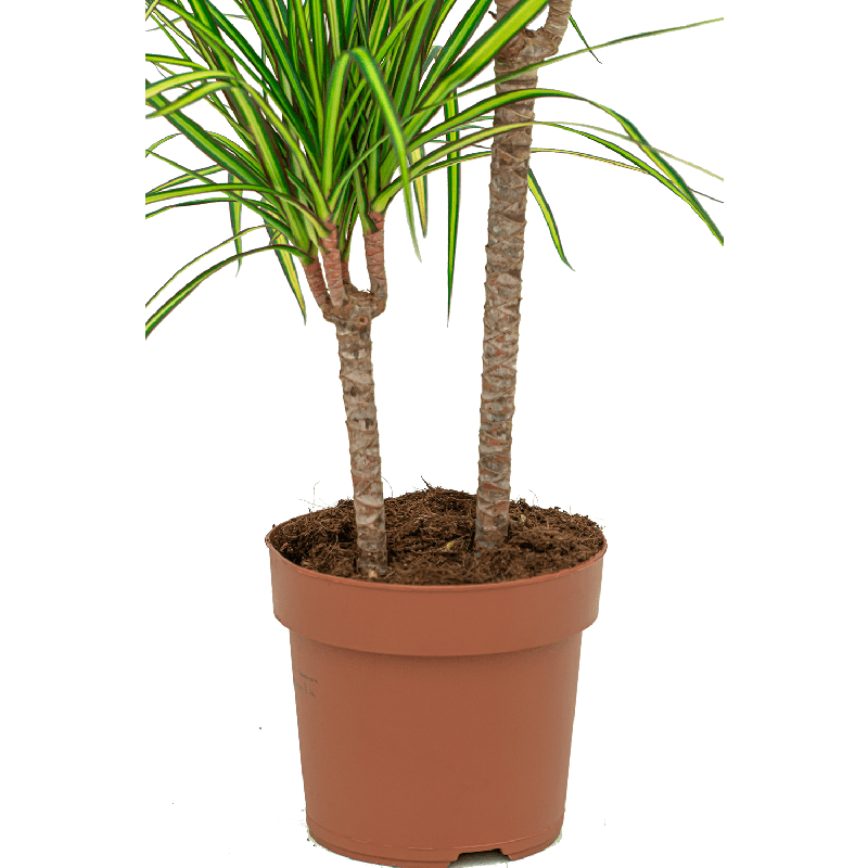 Dracaena marginata Sunray 3-stam