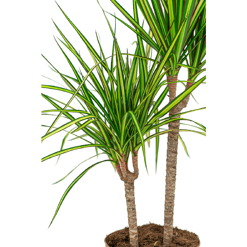 Dracaena Marginata Sunray 2-stam