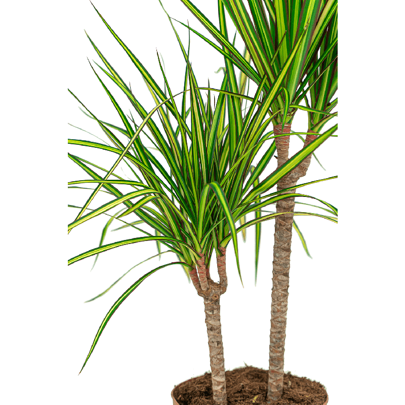 Dracaena marginata Sunray 3-stam