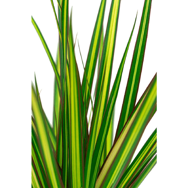 Dracaena marginata Sunray 3-stam