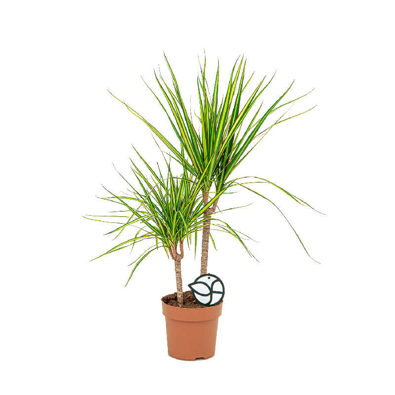 Dracaena Marginata Sunray 2-stam