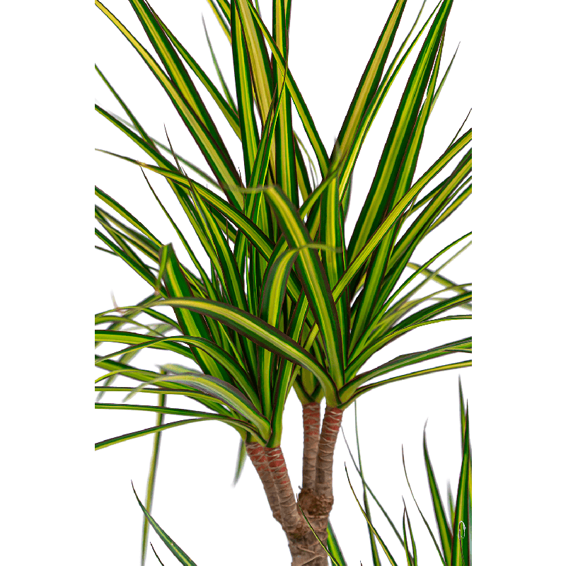 Dracaena Marginata Sunray 4-stam