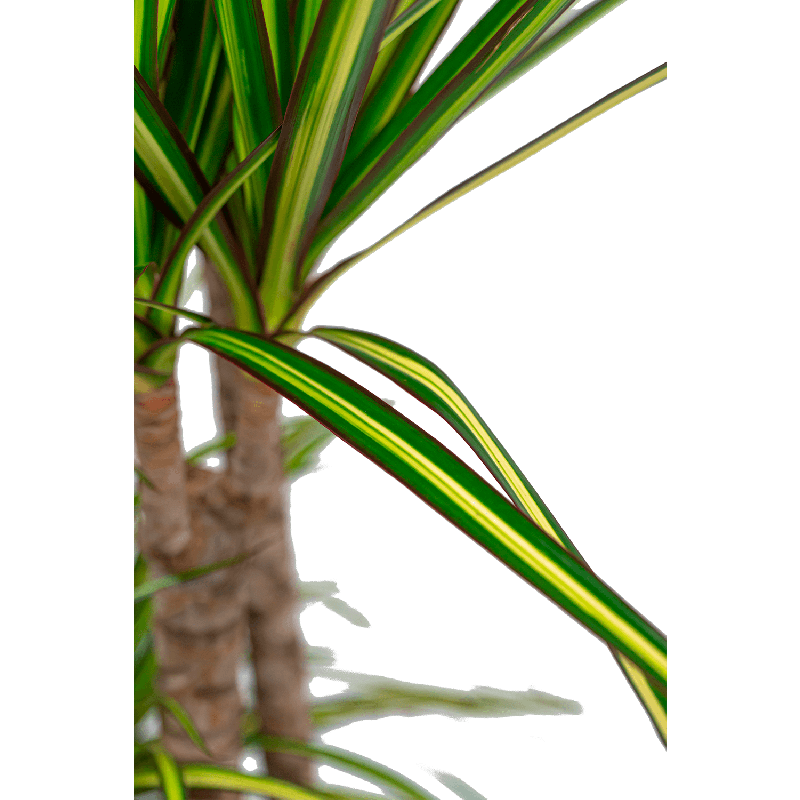 Dracaena Marginata Sunray 4-stam