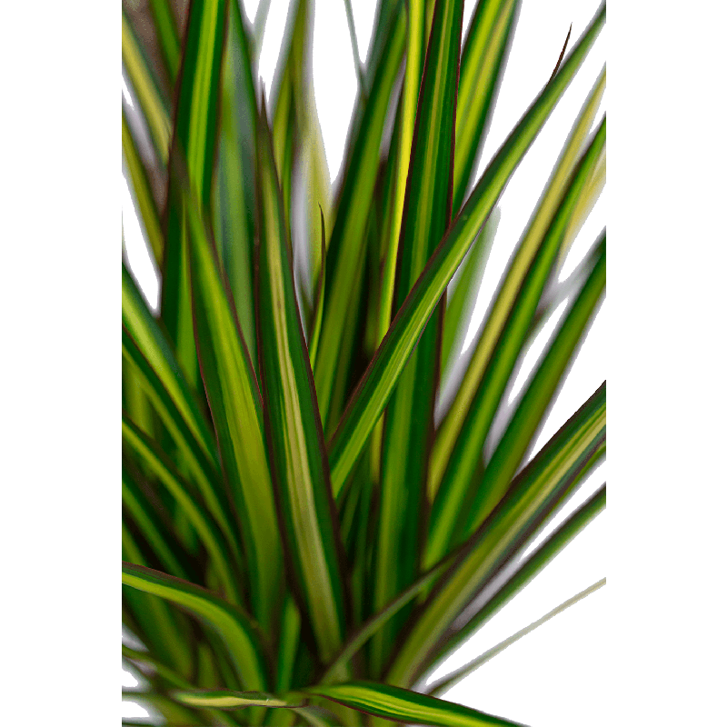 Dracaena Marginata Sunray 4-stam